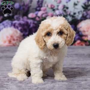 Daisy, Bich-Poo Puppy